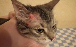 Чем обработать рану коту (открытую, гнойную) после драки в домашних условиях, что делать, если не затягивается