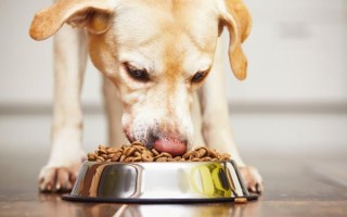 Почему собака пахнет (сильно псиной, рыбой, мышами, почему пахнет изо рта, ушей, запах есть на лапах, в моче)