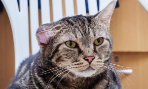 У кошки на ушах бугорки: чем лечить, что делать, если это подкожный клещ, что еще это может быть?