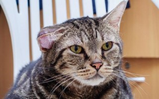 У кошки на ушах бугорки: чем лечить, что делать, если это подкожный клещ, что еще это может быть?