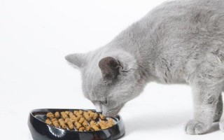 Гастрит у кошек уремический, хронический, острый: симптомы, лечение, чем кормить кота, диета для кошки