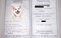 Как заполнить ветеринарный междунарожный паспорт для собак и кошек: данные, которые нужно внести, о животном и хозяине, фото, перерегистрация