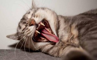 Почему у кошки пахнет изо рта, воняет тухлятиной из пасти у кота, ацетоном, рыбой, мочой, помойкой