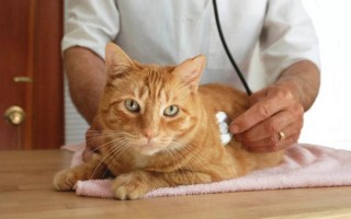 Панкреатит у кошек: причины, симптомы, виды — острый, хронический, анализы, лечение, корм и правила питания