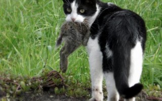 Зачем кошки несут убитых животных домой, почему приносят добычу хозяину, что делать с мышью?