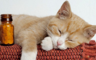 У беременной кошки глисты: что делать, как вывести, что дать и можно ли их травить?