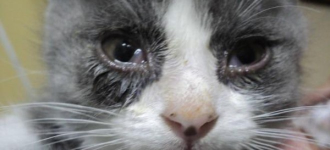Почему у кошки слезятся глаза, что делать и чем лечить кота, если он чихает, глаз течет