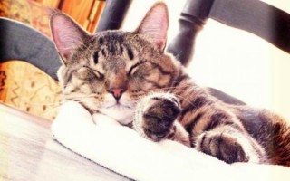 Эпилепсия у кошек: причины, симптомы, помощь при приступах, препараты, корм