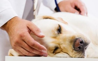 Пиометра у собак: симптомы, открытая и закрытая, лечение и операция по удалению, осложнения и последствия, выделения