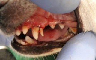 У собаки выпадают зубы: какие, в каком возрасте молочные, коренные, передние у взрослой, старой