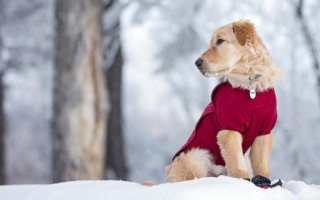 Собака замерзла: что делать при переохлаждении на улице, обморожении лап, ушей, конечностей, симптомы — стучит зубами, чем лечить
