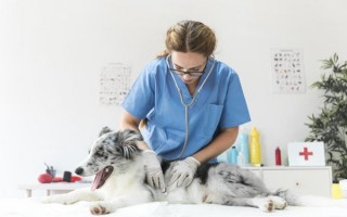 Кишечная непроходимость у собак: причины, симптомы, лечение
