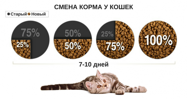 Схема перевода кошки на новый корм