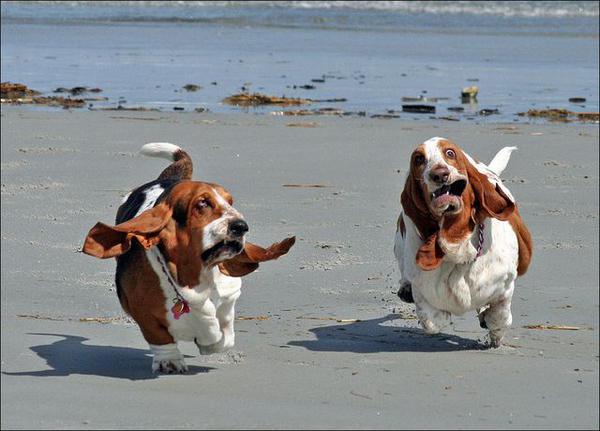 Собаки бегают по берегу