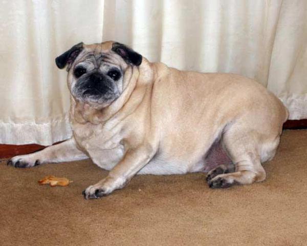 Ожирение у собак Собака, Лишний вес, Полезное, Длиннопост