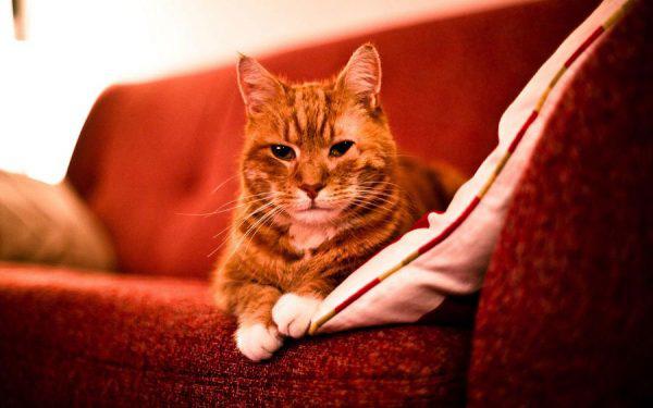 рыжий кот на красном диване