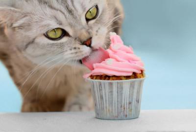 Почему кошкам нельзя сладкое