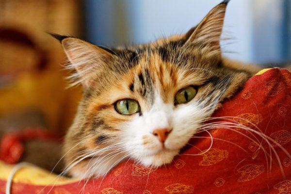 трёхцветная кошка на красной подушке