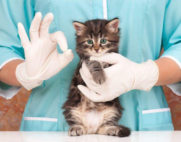 котёнок в руках ветеринара