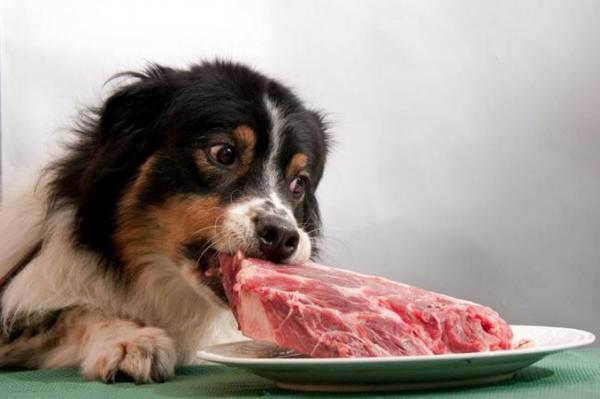 У некоторых собак мясные продукты провоцируют белковое отравление