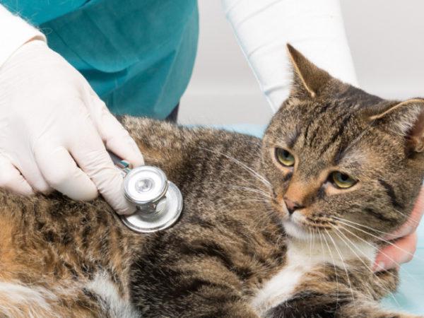 Лечение кошачьего артрита должно проводиться комплексно, включая диету и физиотерапию