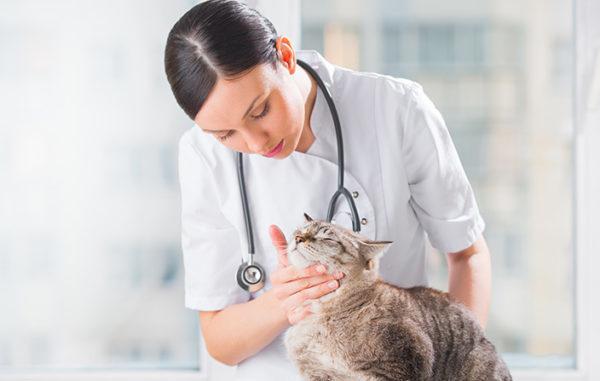 Подбирать медикаментозное лечение должен опытный ветеринар