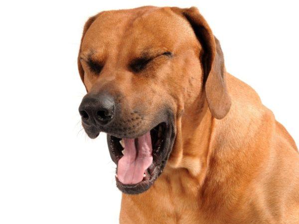 Приступ астмы у собаки