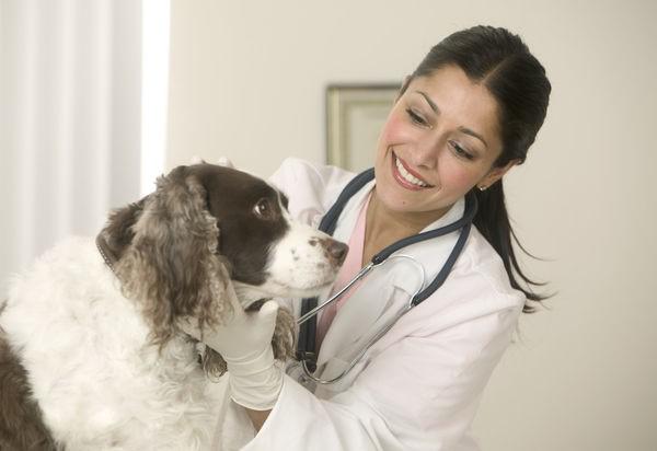 Все терапевтические назначения должен сделать ветеринар