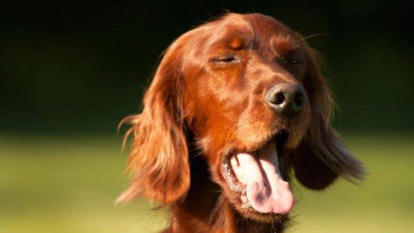 Дыхание здоровой собаки в спокойном состоянии едва слышно