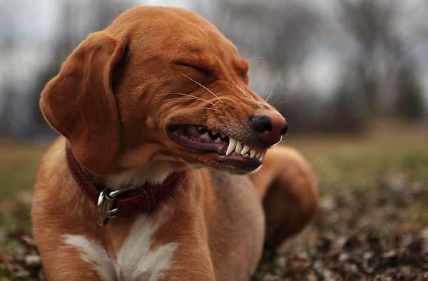 Бешенство-у-собак-первые-симптомы-и-признаки-профилактика-и-лечение-8