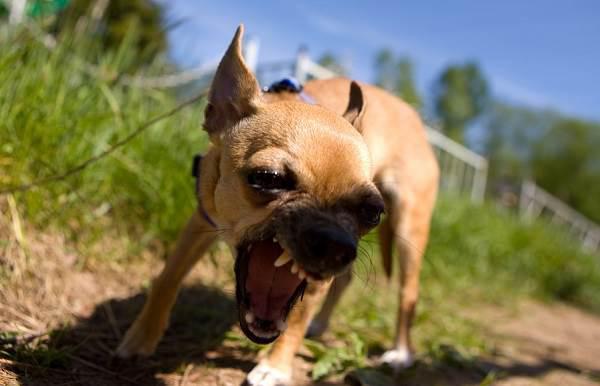 Бешенство-у-собак-первые-симптомы-и-признаки-профилактика-и-лечение-3