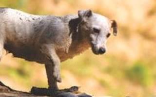 Гипоадренокортицизм (болезнь Аддисона) — как лечить у собак