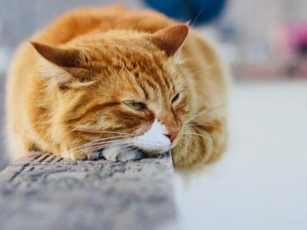 Бронхит у кошек: симптомы и лечение