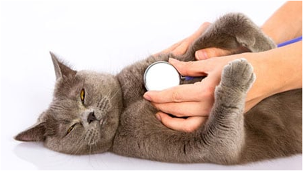 Если у вашей кошки появились булькающие звуки в области грудной клетки, затрудненное дыхание с хрипом или кашель - немедленно отвезите ее в ветеринарную клинику
