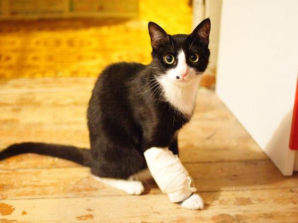 Чем обработать рану коту в домашних условиях?