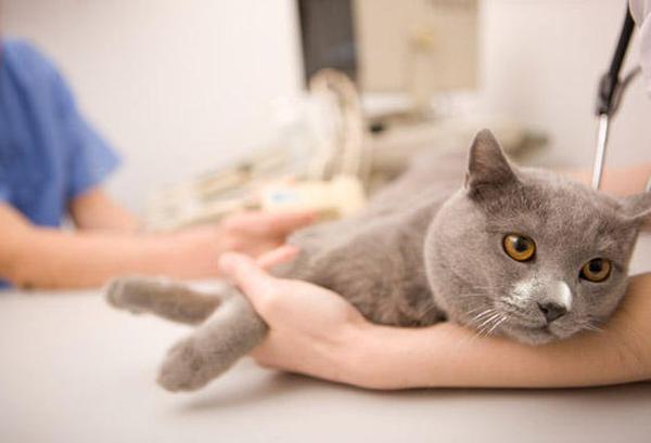 Лечение экземы у кошек проводится только при контроле ветеринара