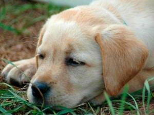 симптомы и профилактика энтерита у собак