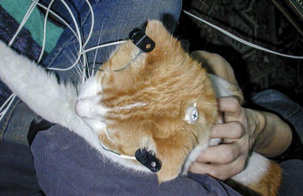 Проведение электроэнцефалографии кошке