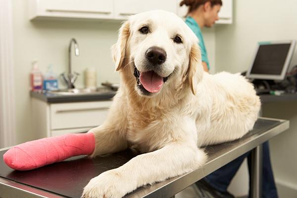 лечение ран у собак