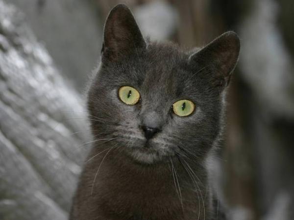 Серый кот внимательно смотрит