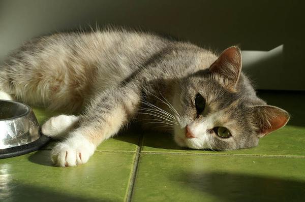 Симптомы и лечение гастрита у кошек