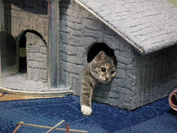 Кот в кошачьем домике