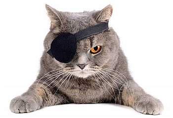 заболевания глаз у кошек