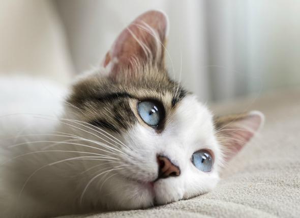 глаукома у кошек как лечить