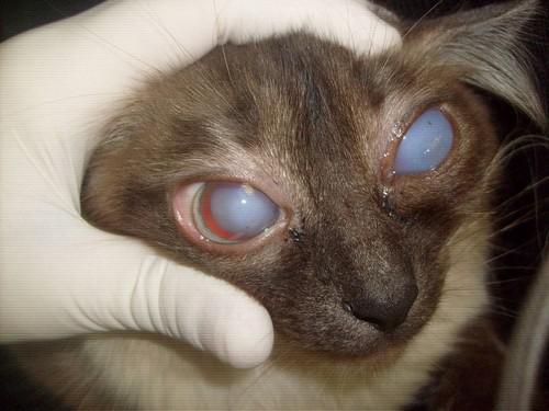Глаукома у кота