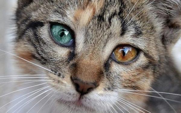 глаукома у кошек симптомы