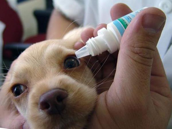 лечение глаза у щенка