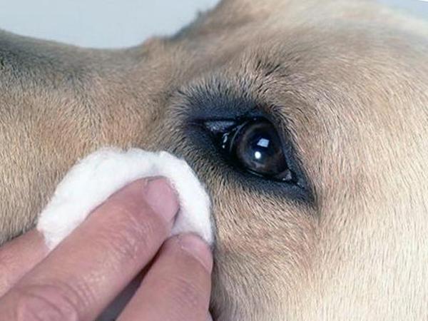 Промывание глаз у собак