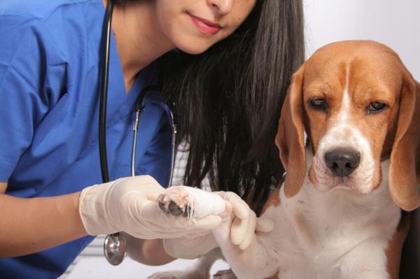 Лечение гнойных ран у собак с применением антибиотиков проводят в ветлечебнице, под строгим контролем ветврача