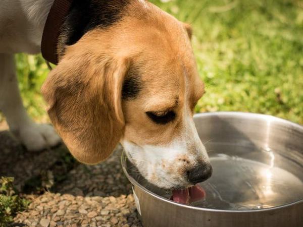 Во избежание обезвоживания при кровопотере у собаки должен быть постоянный доступ к воде
